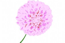 粉色大朵手绘花卉