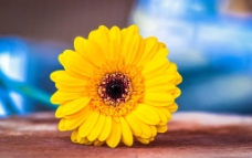 唯美黄色菊花图片