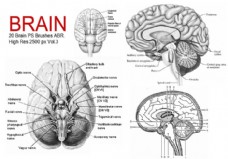 医学解剖20种人体大脑大脑解剖图PS医学笔刷下载