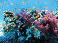 多彩的海底世界鱼群