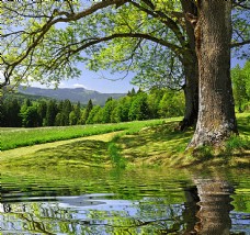 湖泊树木风景