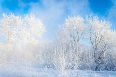 冬天雪景美丽冬天树木雪地风景