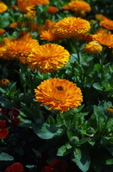 大自然黄菊花图片