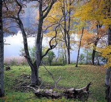 湖边的树木和草地