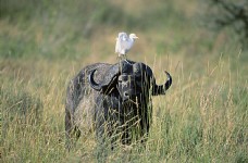 非洲野生动物牛