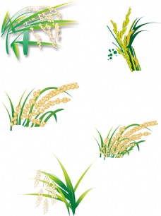 绿色叶子水稻