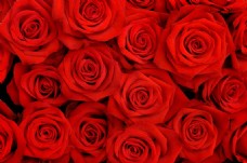红玫瑰背景高清图片
