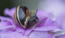 蜗牛世界黑色蜗牛花瓣上的蜗牛图片