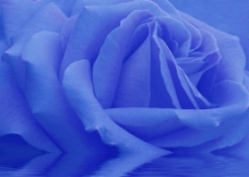 蓝色玫瑰花倒影图片