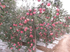 有机水果红富士苹果园图片