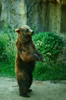 站立的棕熊图片