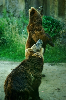 觅食的棕熊图片