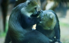 互爱的猴子图片