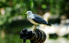 站在相机上的海鸥图片