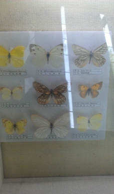 蝴蝶 图案 造型图片