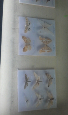 蝴蝶 造型 素材图片