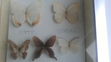 蝴蝶素材造型图片