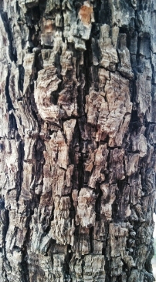 枣树皮 树干图片