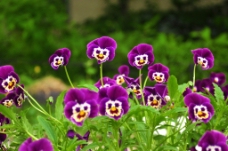紫色花开放 摄影 72DPI JPG