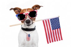 宠物狗叼着美国国旗的狗