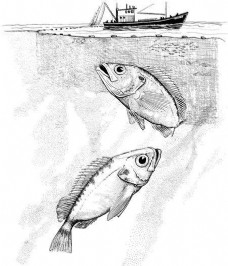 鱼水中动物动物素描