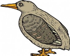 鸟类动物各种鸟类鸟动物矢量素材EPS格式0091