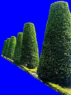 建筑物灌木植物贴图素材建筑装饰JPG2041