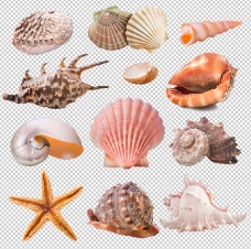 海星海螺贝壳psd分层素材