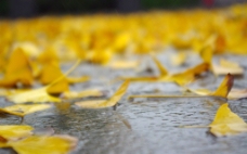 雨中的银杏叶图片