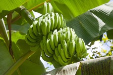 绿色蔬菜树上挂的香蕉