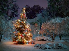 地球日冬天雪地里的圣诞树高清图片