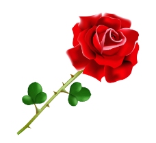 玫红色玫瑰盛开的红色玫瑰花矢量图