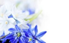 蓝色和白色小花图片