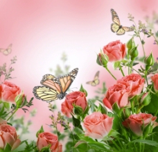玫瑰花蝴蝶图片