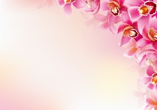 粉色兰花背景