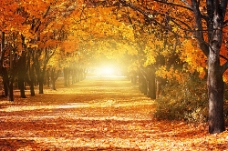 树木爱在深秋枫叶林