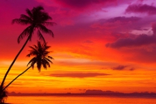 大自然夏日彩霞照耀下的椰树
