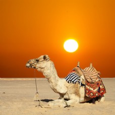 其他生物沙漠里的骆驼