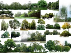 景观设计效果图素材PS素材配景树PSD