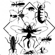 甲虫 昆虫 矢量素材 EPS格式_0245