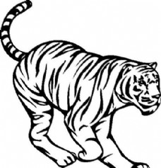 老虎野生动物矢量CDR01
