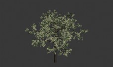 树木樱桃树模型图片
