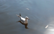 湖面独游的海鸥图片