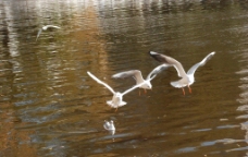 掠过湖面结队飞翔的海鸥图片