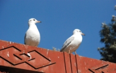 屋顶的海鸥图片