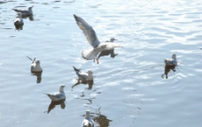 波光中飞翔戏水的海鸥图片