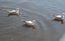 三只游水的海鸥图片