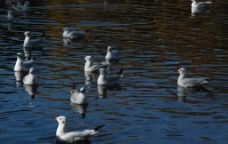 湖面游弋的海鸥图片