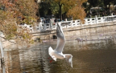 翠湖飞翔的海鸥图片