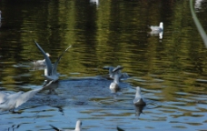 湖面戏水的海鸥图片